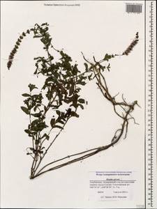 Mentha spicata L., Caucasus, Azerbaijan (K6) (Azerbaijan)