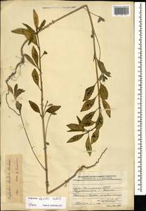 Euphorbia davidii Subils, Caucasus, North Ossetia, Ingushetia & Chechnya (K1c) (Russia)