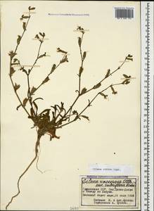 Silene euxina (Rupr.) Hand.-Mazz., Caucasus, Georgia (K4) (Georgia)