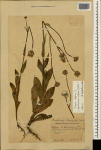 Crepis alpina L., Crimea (KRYM) (Russia)