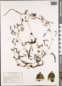 Anredera cordifolia (Ten.) Steenis, Africa (AFR) (Spain)