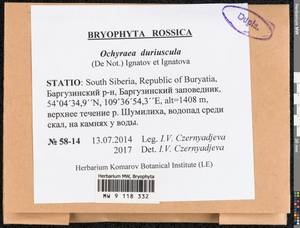 Platyhypnum duriusculum (De Not.) Ochyra, Bryophytes, Bryophytes - Baikal & Transbaikal regions (B18) (Russia)