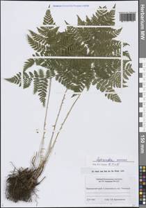 Dryopteris amurensis (Milde) Christ, Siberia, Russian Far East (S6) (Russia)