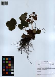 Fragaria viridis Duchesne, Siberia, Altai & Sayany Mountains (S2) (Russia)