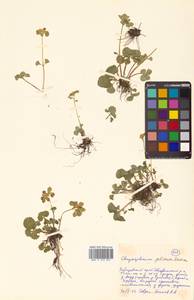 Chrysosplenium pilosum Maxim., Siberia, Russian Far East (S6) (Russia)