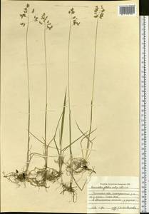 Anthoxanthum glabrum (Trin.) Veldkamp, Siberia, Baikal & Transbaikal region (S4) (Russia)