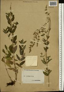 Nepeta nuda subsp. nuda, Eastern Europe, Central forest-and-steppe region (E6) (Russia)