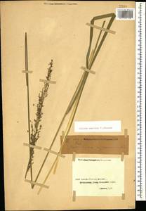 Molinia caerulea (L.) Moench, Caucasus, Georgia (K4) (Georgia)
