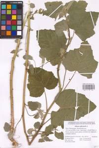 Althaea officinalis L., Eastern Europe, Lower Volga region (E9) (Russia)