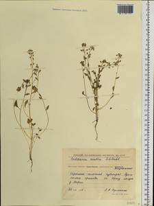 Cochlearia groenlandica L., Siberia, Chukotka & Kamchatka (S7) (Russia)
