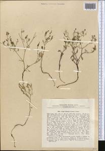 Askellia flexuosa (Ledeb.) W. A. Weber, Middle Asia, Dzungarian Alatau & Tarbagatai (M5) (Kazakhstan)