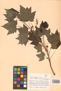 Ribes latifolium Jancz., Siberia, Russian Far East (S6) (Russia)