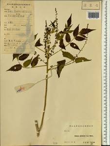 Brucea javanica (L.) Merr., South Asia, South Asia (Asia outside ex-Soviet states and Mongolia) (ASIA) (China)