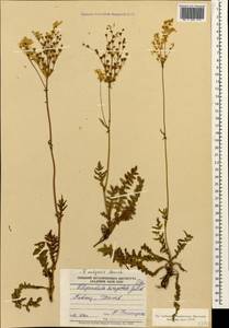 Filipendula vulgaris Moench, Caucasus, Georgia (K4) (Georgia)
