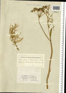 Conioselinum tataricum Hoffm., Siberia (no precise locality) (S0) (Russia)