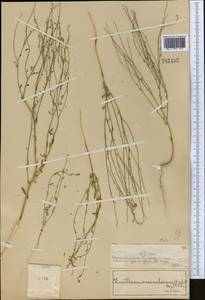 Diarthron vesiculosum (Fisch. & C. A. Mey.) C. A. Mey., Middle Asia, Muyunkumy, Balkhash & Betpak-Dala (M9) (Kazakhstan)