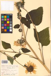 Helianthus annuus L., Eastern Europe, Lower Volga region (E9) (Russia)