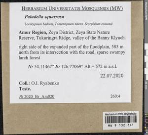 Paludella squarrosa (Hedw.) Brid., Bryophytes, Bryophytes - Russian Far East (excl. Chukotka & Kamchatka) (B20) (Russia)