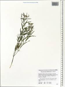 Cynanchum thesioides (Freyn) K. Schum., Siberia, Baikal & Transbaikal region (S4) (Russia)