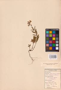 Helianthemum nummularium (L.) Mill., Eastern Europe, Middle Volga region (E8) (Russia)