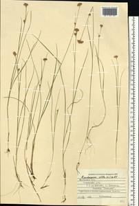 Rhynchospora alba (L.) Vahl, Eastern Europe, West Ukrainian region (E13) (Ukraine)