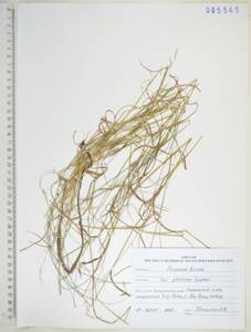Poa sibirica Roshev., Siberia, Russian Far East (S6) (Russia)