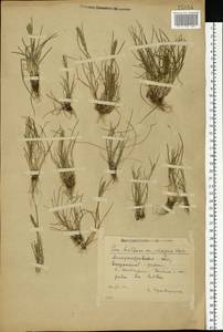 Poa bulbosa L., Eastern Europe, South Ukrainian region (E12) (Ukraine)