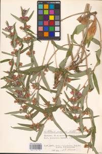 MHA 0 154 142, Phlomis herba-venti subsp. pungens (Willd.) Maire ex DeFilipps, Eastern Europe, Lower Volga region (E9) (Russia)