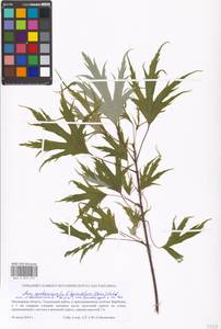 Acer saccharinum L., Eastern Europe, Moscow region (E4a) (Russia)