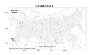Colutea cilicica Boiss. & Balansa, Atlas of the Russian Flora (FLORUS) (Russia)