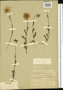 Leucanthemum vulgare Lam., Eastern Europe, Middle Volga region (E8) (Russia)