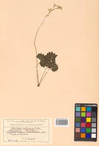 Micranthes nelsoniana subsp. aestivalis (Fisch. & C. A. Mey.) Elven & D. F. Murray, Siberia, Russian Far East (S6) (Russia)
