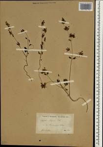 Nepeta meyeri Benth., South Asia, South Asia (Asia outside ex-Soviet states and Mongolia) (ASIA) (Iran)