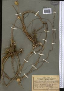 Jurinea trautvetteriana Regel & Schmalh. ex Regel, Middle Asia, Pamir & Pamiro-Alai (M2)