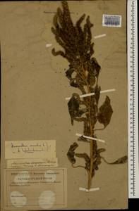 Amaranthus cruentus × hypochondriacus, Eastern Europe, Western region (E3) (Russia)