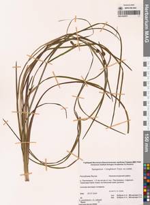 Sparganium gramineum Georgi, Siberia, Yakutia (S5) (Russia)