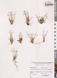 Trichophorum cespitosum (L.) Hartm., Siberia, Chukotka & Kamchatka (S7) (Russia)