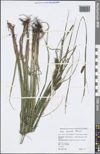 Carex vesicata Meinsh., Siberia, Baikal & Transbaikal region (S4) (Russia)