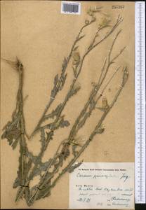 Carduus pycnocephalus, Middle Asia, Syr-Darian deserts & Kyzylkum (M7) (Kazakhstan)