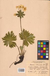 Anemonastrum narcissiflorum subsp. crinitum (Juz.) Raus, Siberia, Russian Far East (S6) (Russia)