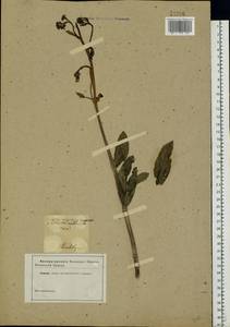 Hylotelephium verticillatum (L.) H. Ohba, Eastern Europe, South Ukrainian region (E12) (Ukraine)