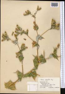 Cousinia polycephala Rupr., Middle Asia, Northern & Central Tian Shan (M4) (Kyrgyzstan)