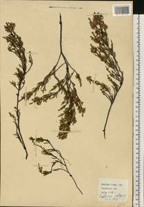 Calluna vulgaris (L.) Hull, Eastern Europe, Northern region (E1) (Russia)