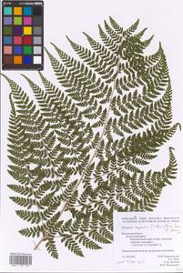 Dryopteris expansa (C. Presl) Fraser-Jenk. & Jermy, Eastern Europe, Central region (E4) (Russia)