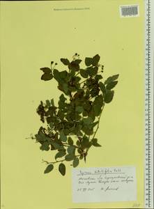 Spiraea betulifolia, Eastern Europe, Moscow region (E4a) (Russia)