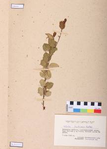 Betula fruticosa Pall., Siberia, Baikal & Transbaikal region (S4) (Russia)