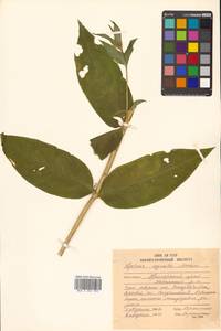 Silene cognata (Maxim.) H. Ohashi & H. Nakai, Siberia, Russian Far East (S6) (Russia)
