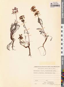 Pedicularis amoena Adams ex Steven, Siberia, Chukotka & Kamchatka (S7) (Russia)