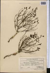 Dodartia orientalis L., Middle Asia, Muyunkumy, Balkhash & Betpak-Dala (M9) (Kazakhstan)