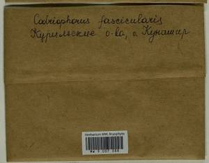 Dilutineuron fasciculare (Schrad. ex Hedw.) Bedn.-Ochyra, Sawicki, Ochyra, Szczecińska & Plášek, Bryophytes, Bryophytes - Russian Far East (excl. Chukotka & Kamchatka) (B20) (Russia)